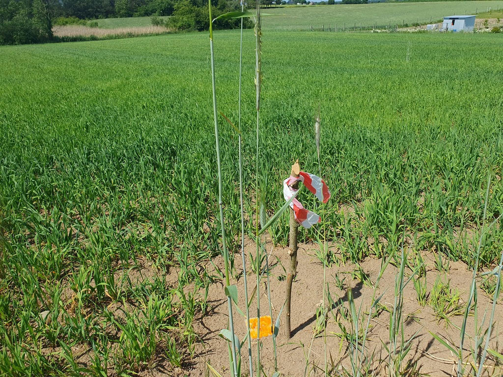 Działka Sprzedaż Zieleniewo 5