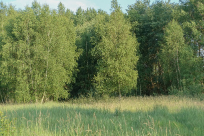 Działka Sprzedaż Grzepnica