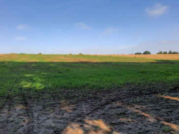 Działka Sprzedaż Kurów