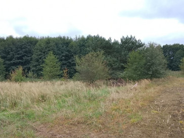Działka Sprzedaż Stara Dąbrowa
