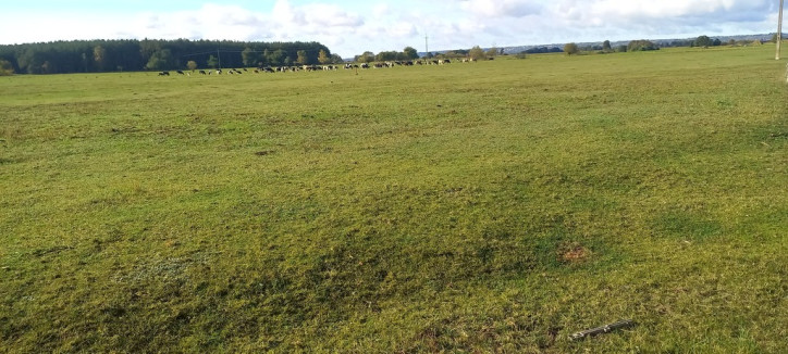Działka Sprzedaż Borzysławiec 6