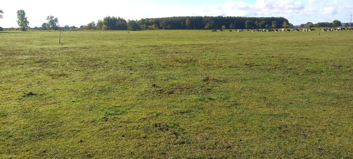 Działka Sprzedaż Borzysławiec 7