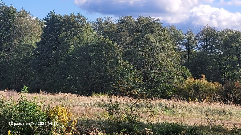 Działka Sprzedaż Rajsko