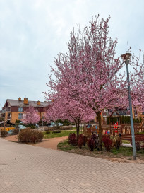 Mieszkanie Sprzedaż Szczecin Warszewo