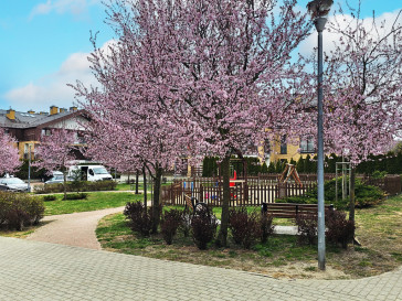 Mieszkanie Sprzedaż Szczecin Warszewo