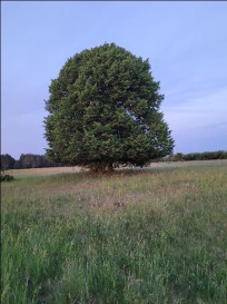 Działka Sprzedaż Lubczyna